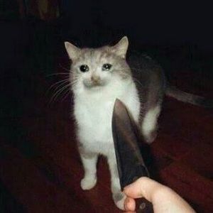 Meet your Posher, Phteven